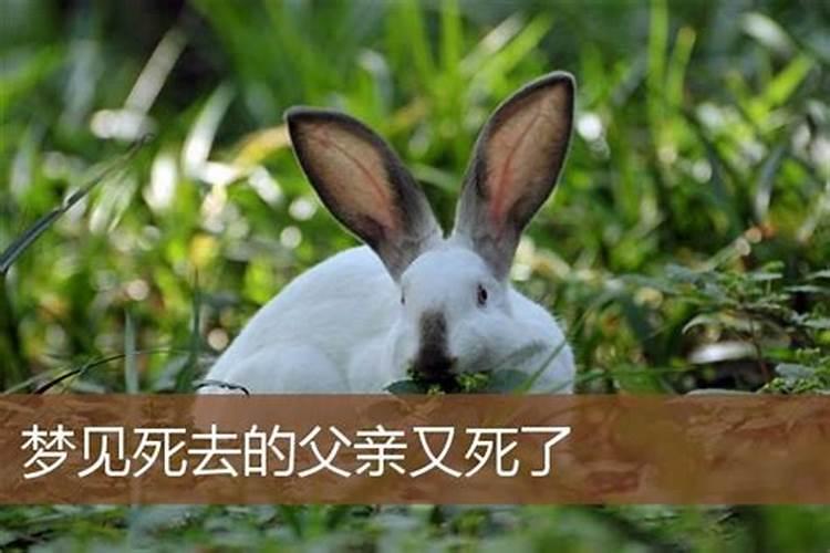 82狗2025年运势及运程