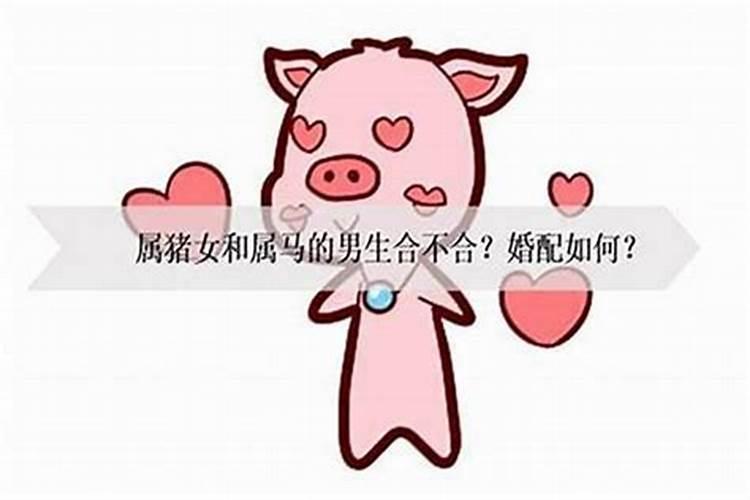 95年属猪的和什么属相最配？