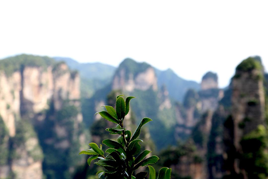 武夷山到张家界旅游