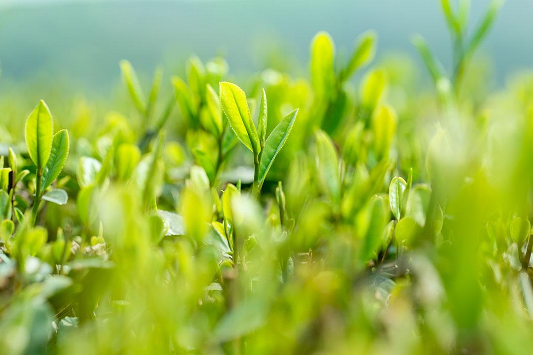 上海苏州杭州旅游三日游