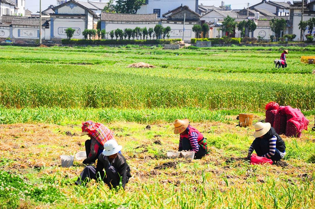 大理丽江四天三晚亲子跟团游攻略，导游小婷安排的行程真的超赞！